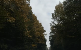 Bencs Máté Ármin - Őszi színekben a fák